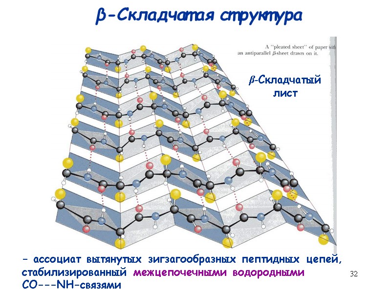 32 β-Складчатая структура  β-Складчатый лист - ассоциат вытянутых зигзагообразных пептидных цепей, стабилизированный межцепочечными
